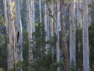 Massed trunks, Blue Gum Forest