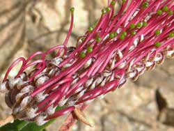 Narrow-leaf Logania