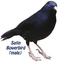 Satin Bowerbird (male)