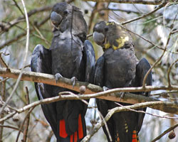 Glossy Black-cockatoos