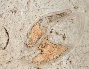 Brachiopod fossil