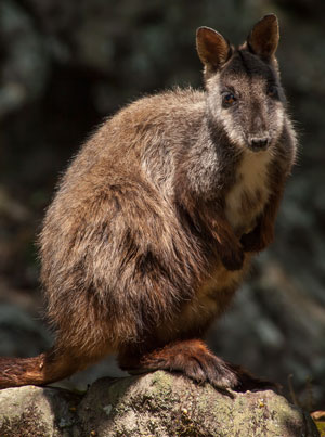 Brush-tailed Rock-wallaby
