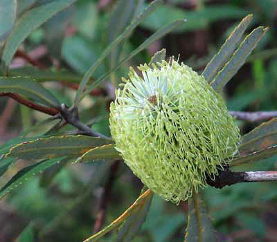 Fern-leaved Banksia