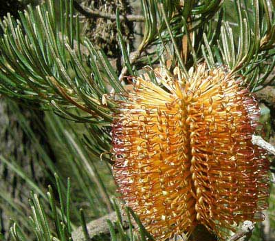 Hairpin Banksia