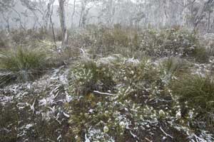 Snowfall, Newnes Plateau