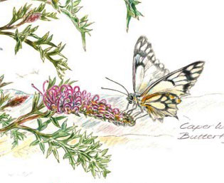 Grevillea acanthifolia and Caper White Butterfly