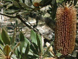 Newnes Plateau Banksia