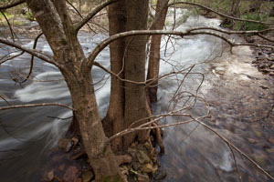 Resilient River Oak