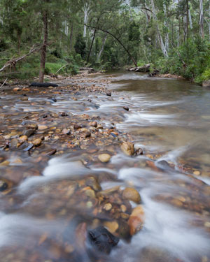 Grose River below Blue Gum Forest