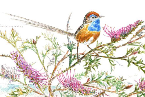 Grevillea and Southern Emu-wren