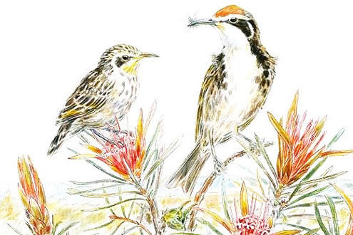 Grevillea and Southern Emu-wren