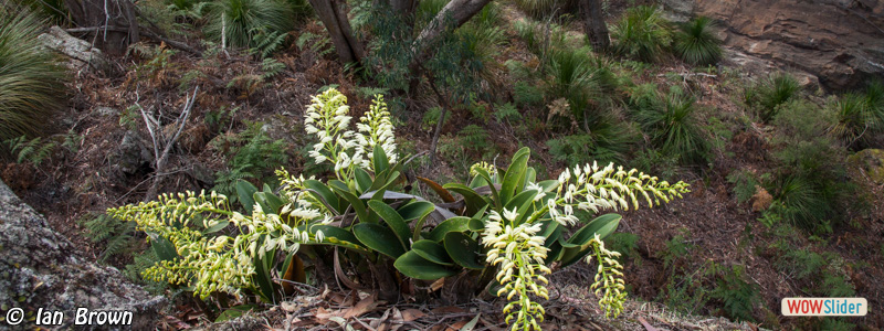 7. Rock Orchid