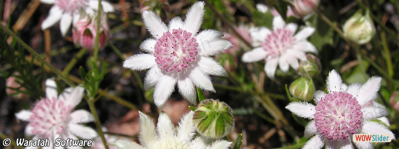 3. Pink Flannel Flowers