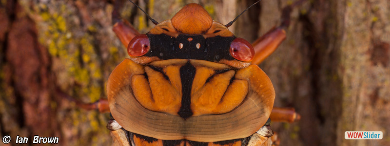 5. Masked Devil Cicada