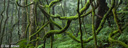 2. Mount Wilson rainforest