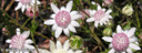 3. Pink Flannel Flowers