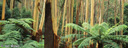 2. Blue Mountains Ash and tree ferns